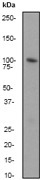 NB110-56933 - Dynamin-1