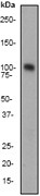 NB110-56934 - Dynamin-1