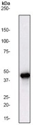 NB110-56979 - MAPK3 / ERK1