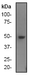 NB110-57033 - HDAC3