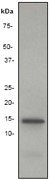 NB110-57038 - Histone H2B