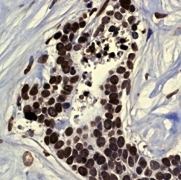 NB110-57038 - Histone H2B