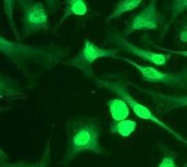 NB110-57038 - Histone H2B