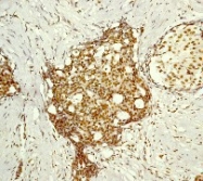 NB110-57046 - Histone H3