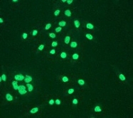 NB110-57046 - Histone H3