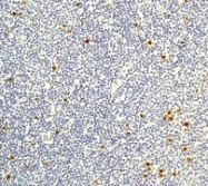 NB110-57048 - Histone H3
