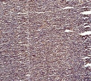 NB110-57049 - Histone H3