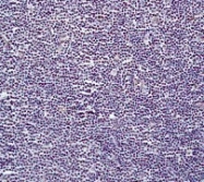 NB110-57049 - Histone H3