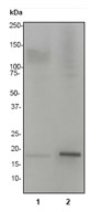 NB110-57050 - Histone H3.1t