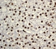 NB110-57050 - Histone H3.1t