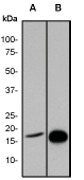 NB110-57051 - Histone H3.1t