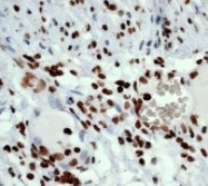 NB110-57051 - Histone H3.1t