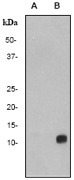 NB110-57052 - Histone H4