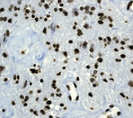 NB110-57052 - Histone H4