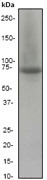 NB110-57064 - Heat shock protein 70 / HSP70