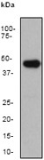 NB110-57122 - Indian hedgehog protein / IHH