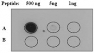 NB110-57144 - Tyrosine-protein kinase JAK2