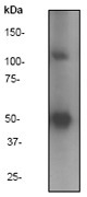 NB110-57266 - NF-kB p105 / p50