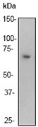 NB110-57267 - RELA / NF-kB p65