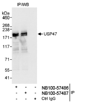 NB100-57487 - USP47