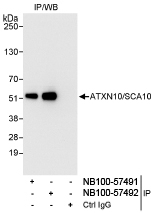 NB100-57491 - Ataxin-10