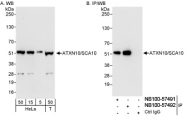 NB100-57492 - Ataxin-10