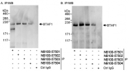 NB100-57502 - BTAF1 / TAF172