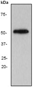 NB110-57609 - alpha Tubulin / TUBA4A / TUBA1