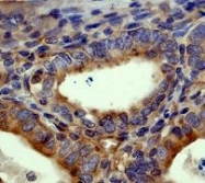 NB110-57609 - alpha Tubulin / TUBA4A / TUBA1