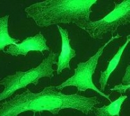 NB110-57609 - alpha Tubulin / TUBA4A / TUBA1