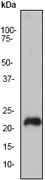 NB110-57642 - VEGF-A