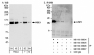 NB100-58804 - UBE1 / UBA1