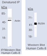 NB600-535 - pan Actin
