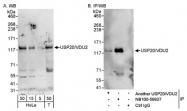 NB100-59837 - USP20