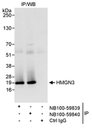 NB100-59839 - HMGN3 / TRIP7