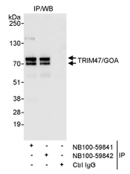 NB100-59842 - TRIM47 / RNF100