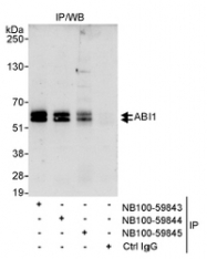 NB100-59843 - ABI1 / SSH3BP1
