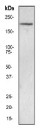 NB110-59954 - NOS1