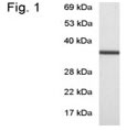 NB120-3433 - Transducin beta chain 1 / GNB1
