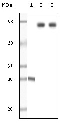 NB110-60491 - Dynamin-1