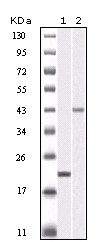 NB110-60525 - Aurora kinase B