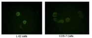 NB110-60525 - Aurora kinase B