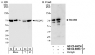 NB100-60637 - RCOR3