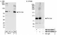 NB100-60668 - DNA polymerase iota