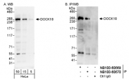 NB100-60669 - DOCK10
