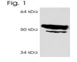 NB120-3524 - InsP6 kinase 1 / IP6K1
