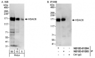 NB100-61065 - HDAC6