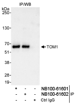 NB100-61601 - TOM1