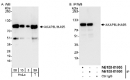 NB100-61606 - AKAP8L