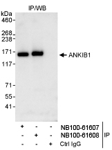NB100-61607 - ANKIB1